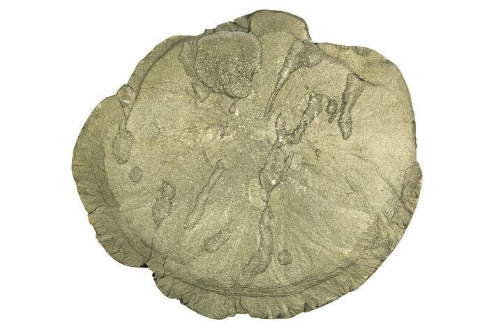 Pyrite Sun - Sparta, Illinois #315893